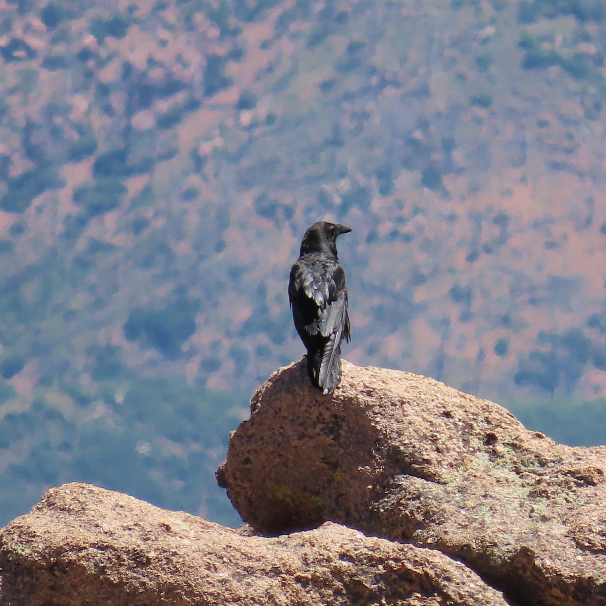 Common Raven - ML638869561