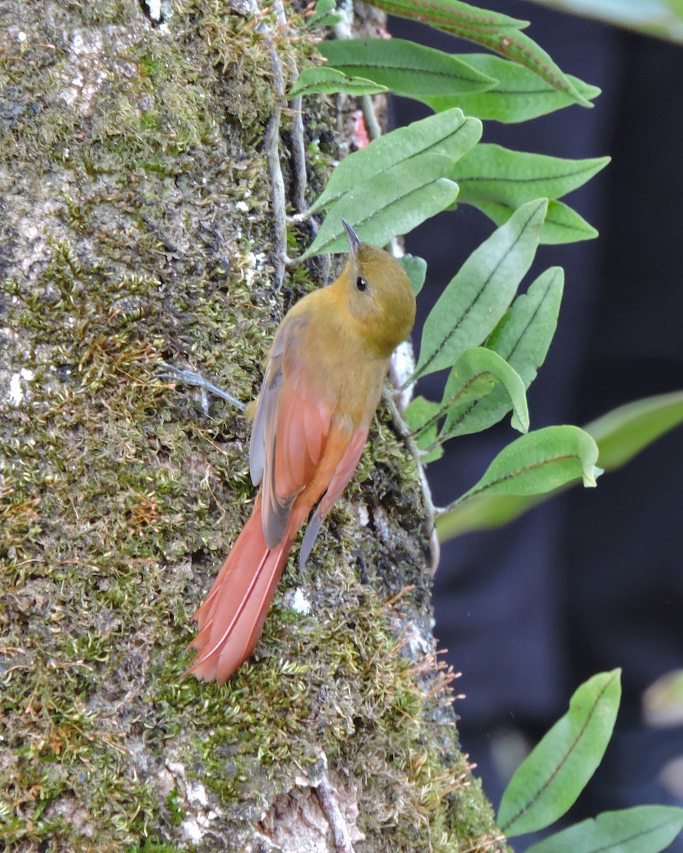 Olivaceous Woodcreeper - ML638869593