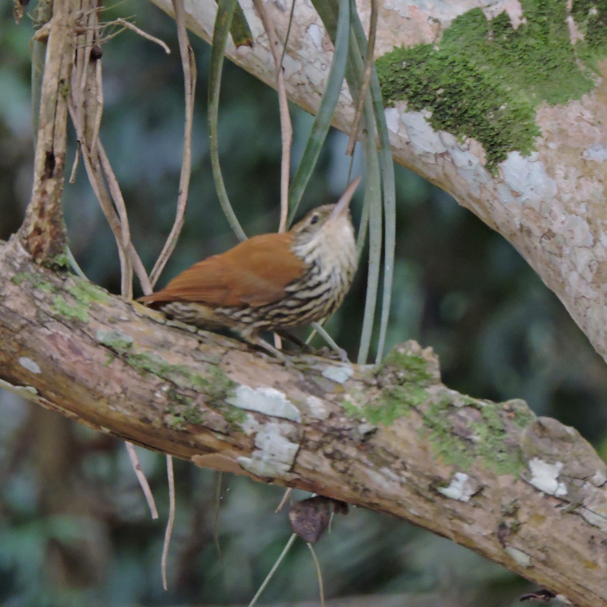 Scaled Woodcreeper - ML638869617