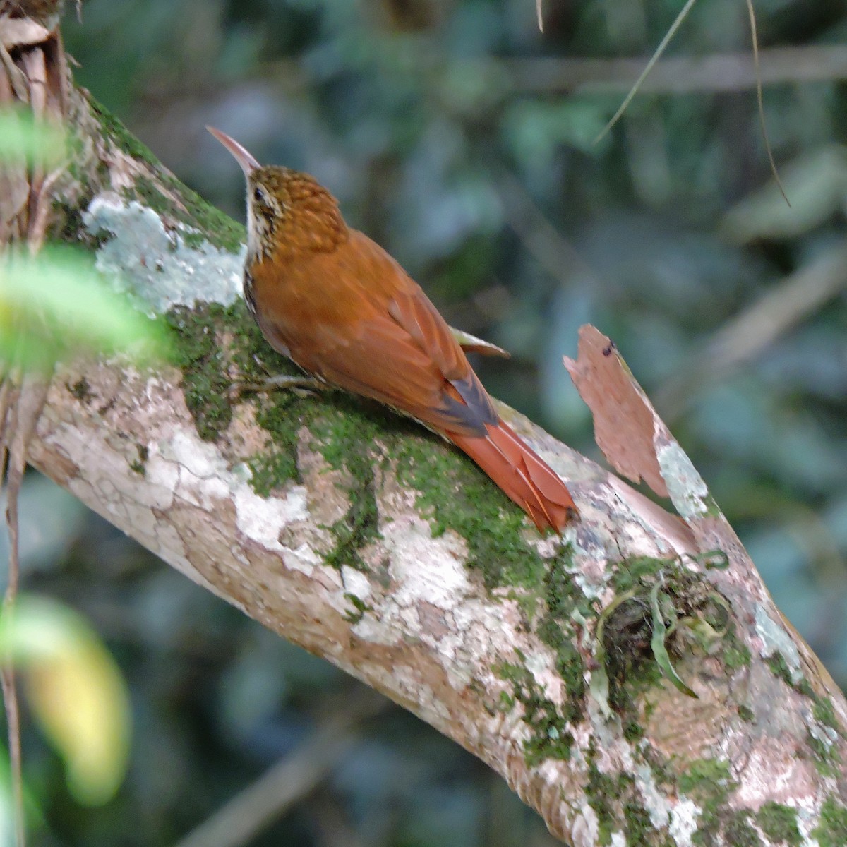 Scaled Woodcreeper - ML638869619