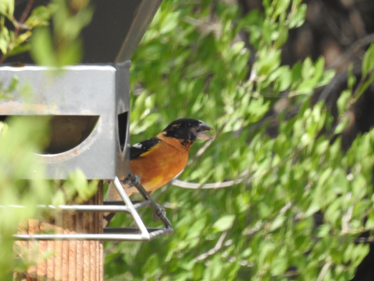 Black-headed Grosbeak - ML638869640