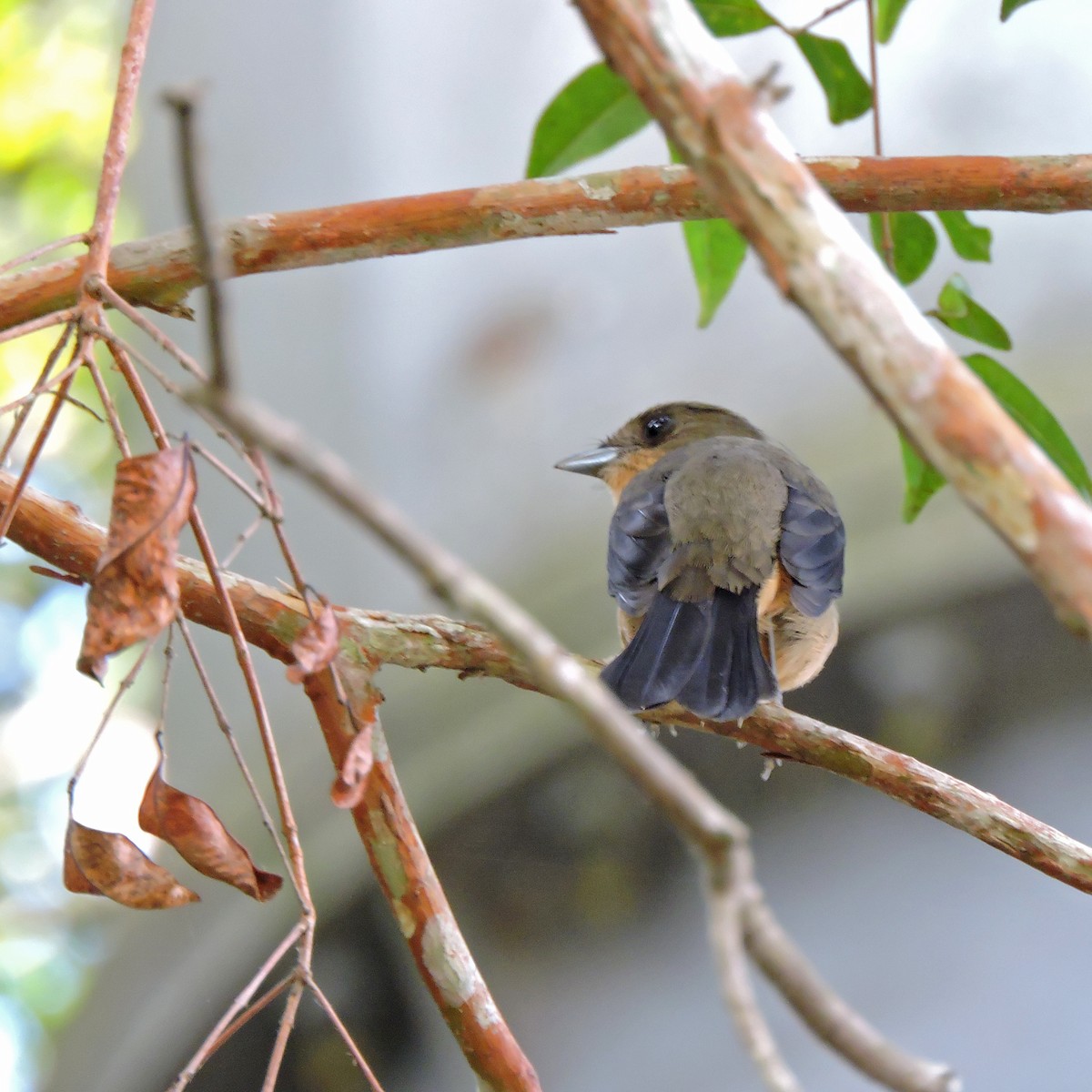 Black-goggled Tanager - ML638869643