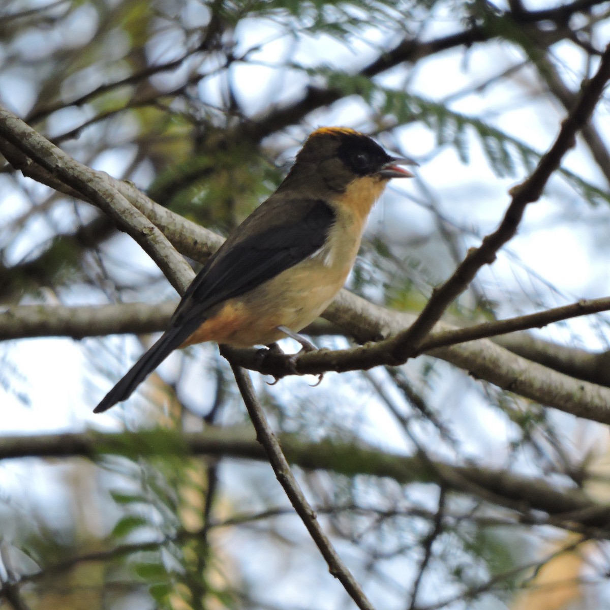 Black-goggled Tanager - ML638869645