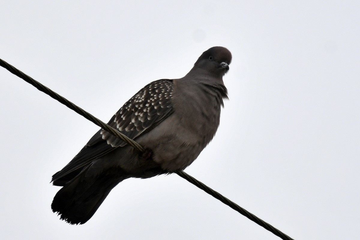 Spot-winged Pigeon - ML638869666