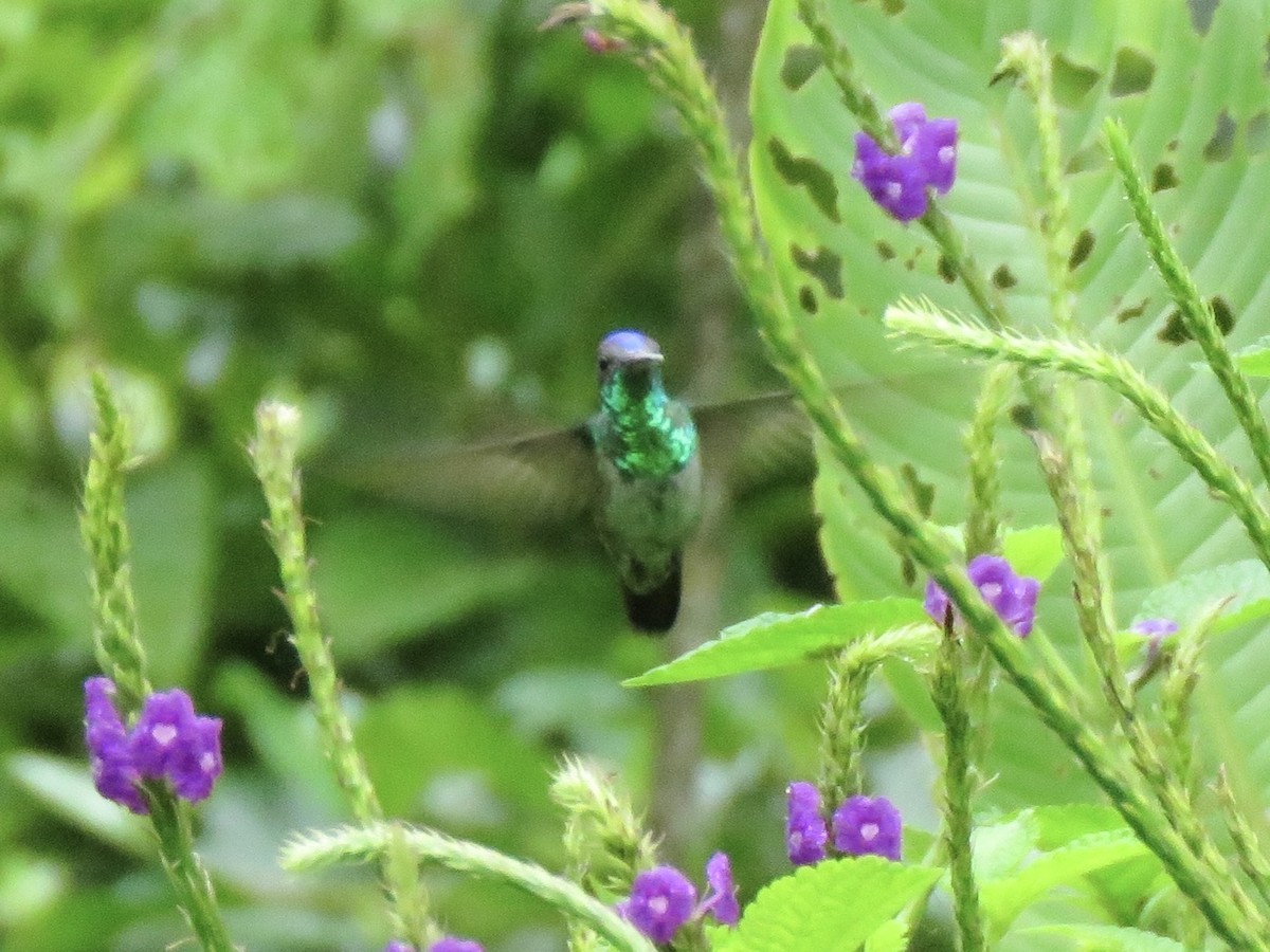 Golden-tailed Sapphire - ML638869805
