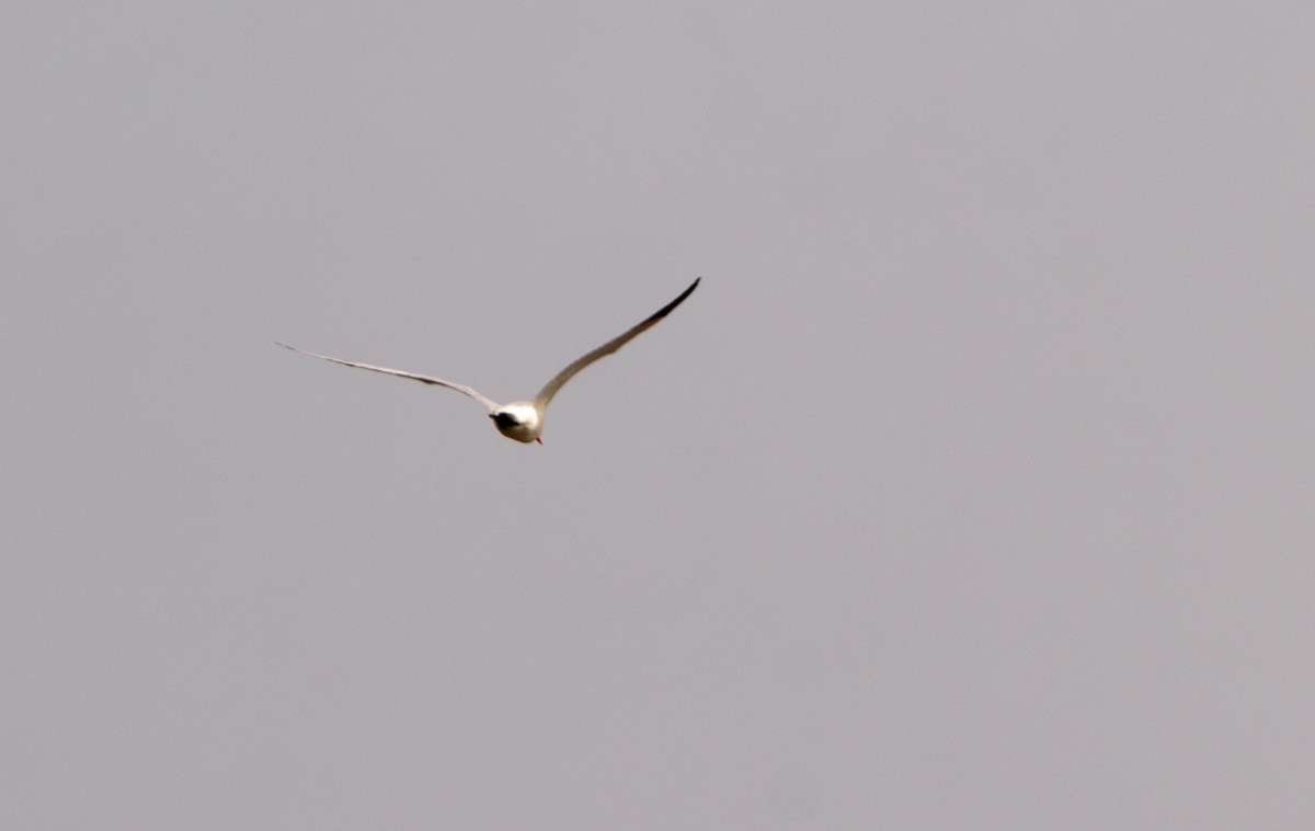 Caspian Tern - ML638869839