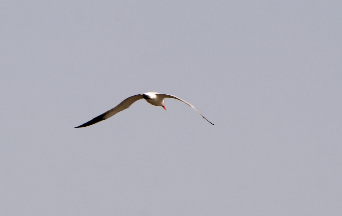 Caspian Tern - ML638869840