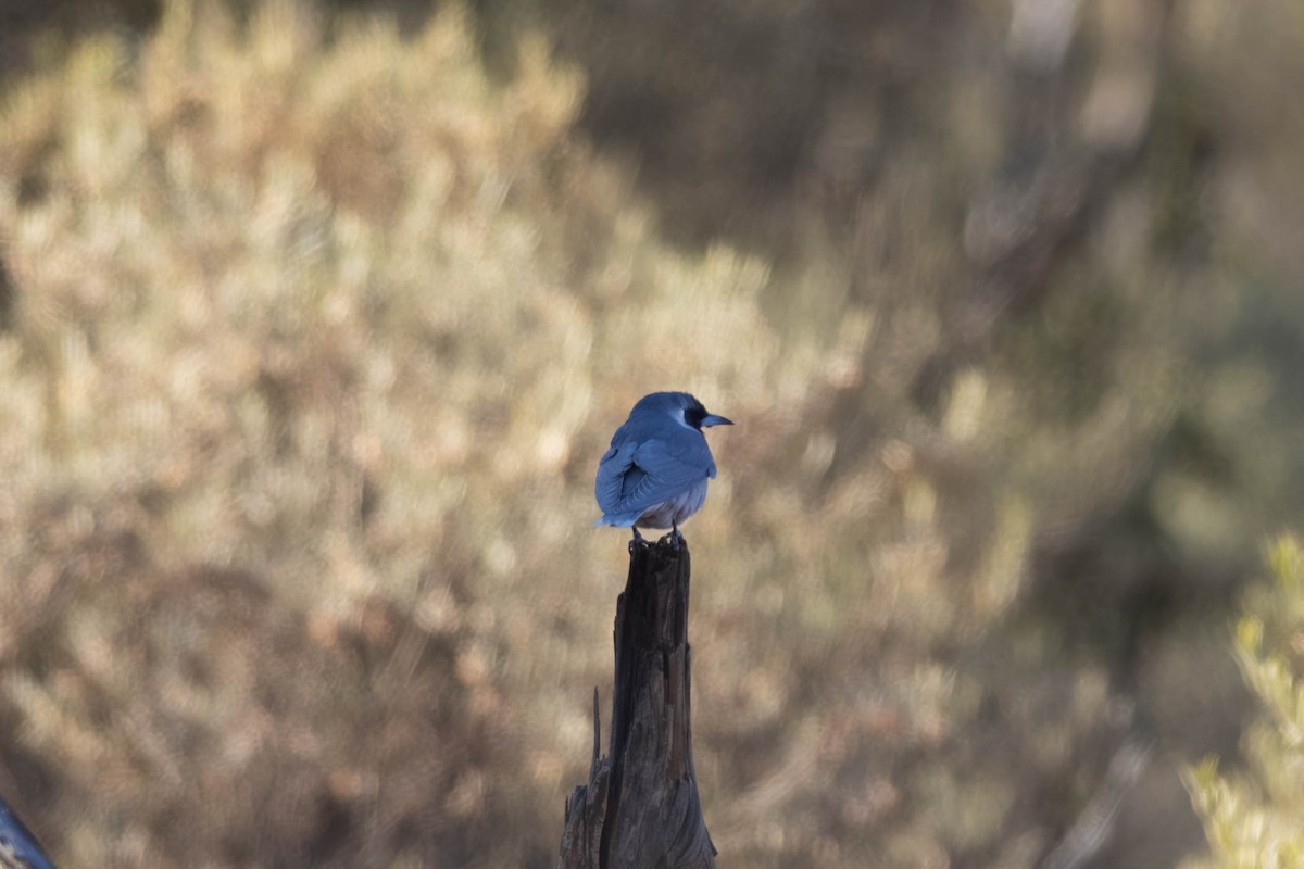 Masked Woodswallow - ML638869849