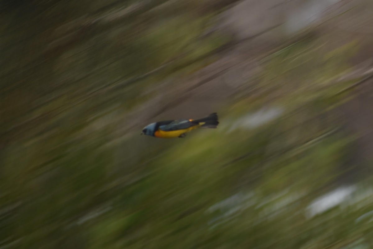 Blue-and-yellow Tanager - ML638869858