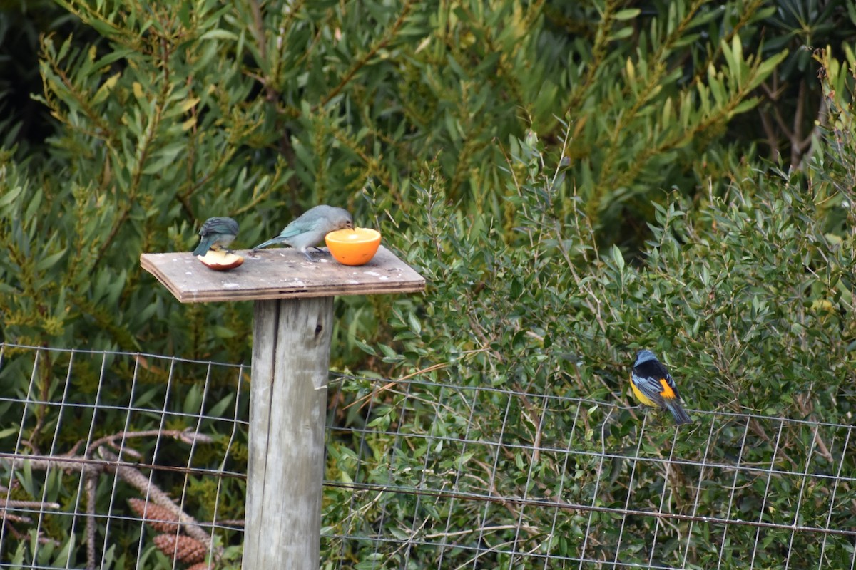 Blue-and-yellow Tanager - ML638869859