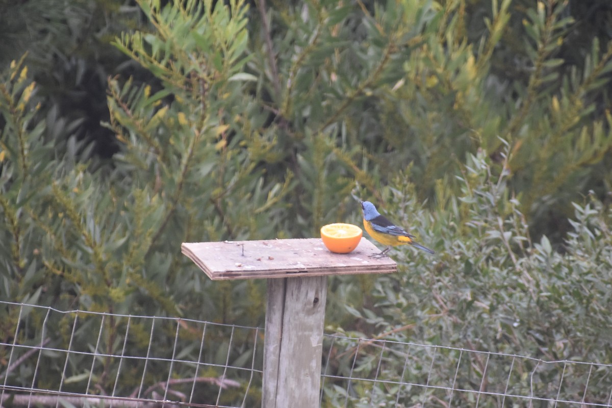 Blue-and-yellow Tanager - ML638869860
