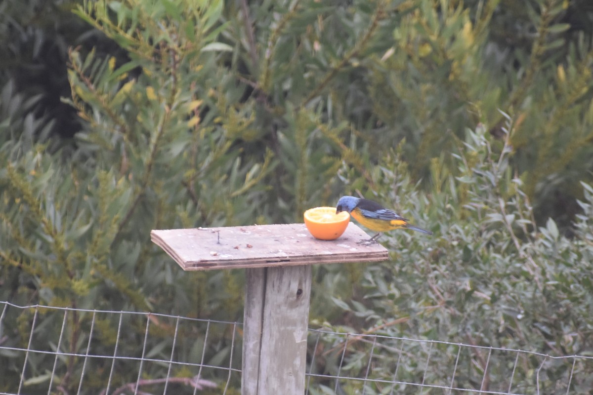Blue-and-yellow Tanager - ML638869861