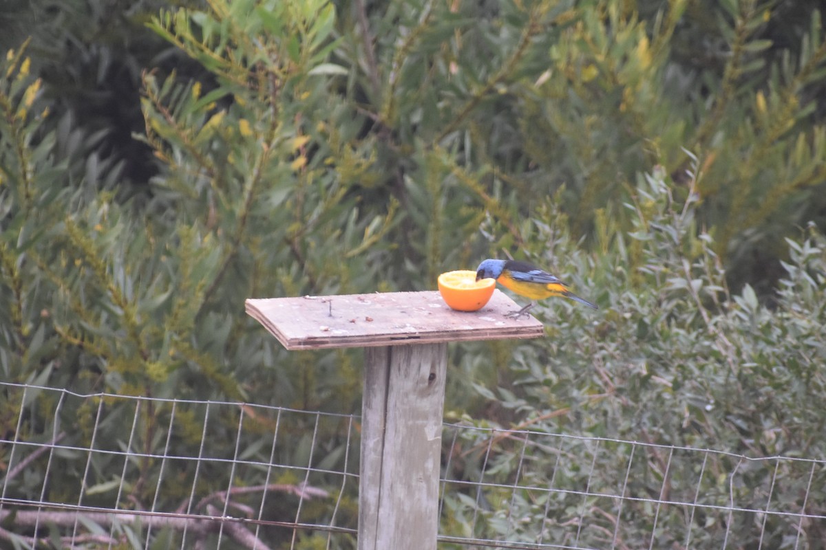 Blue-and-yellow Tanager - ML638869862
