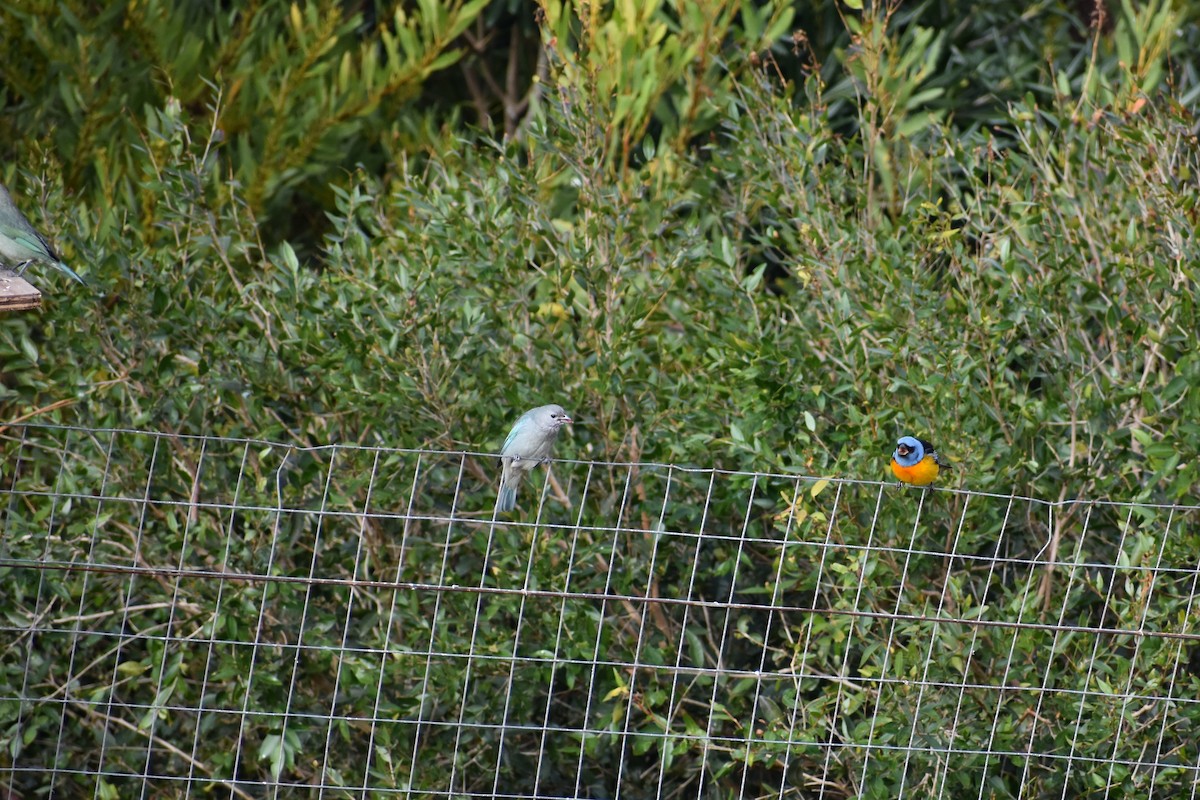 Blue-and-yellow Tanager - ML638869863
