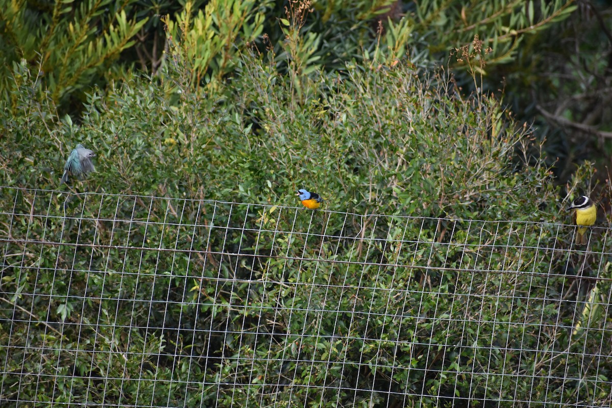 Blue-and-yellow Tanager - ML638869873