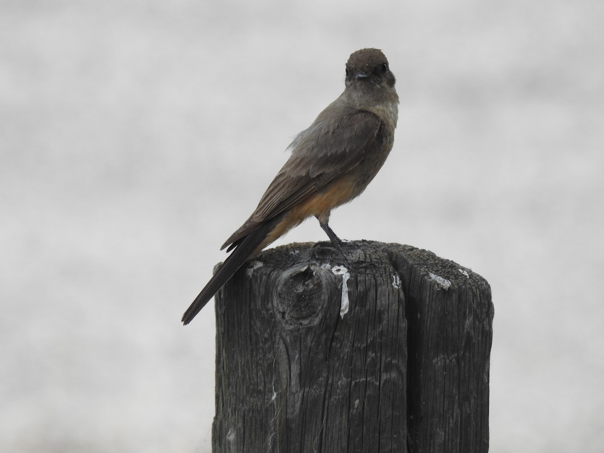 Say's Phoebe - ML638869893