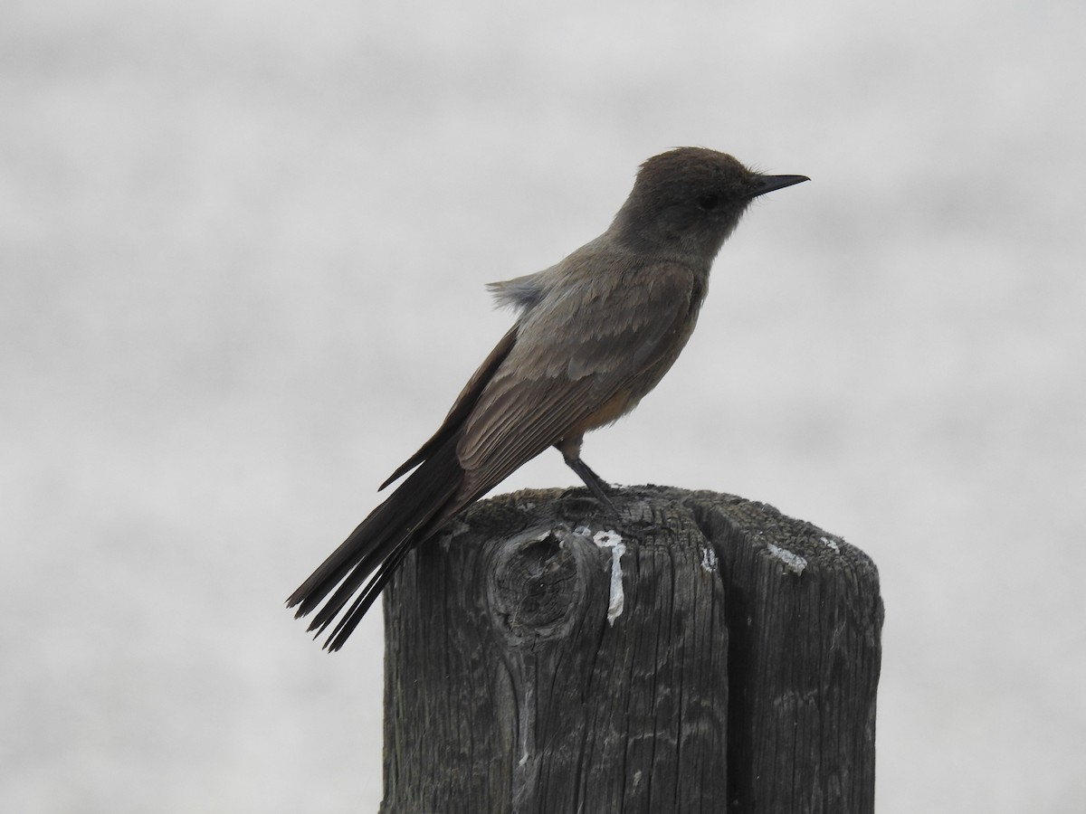 Say's Phoebe - ML638869899