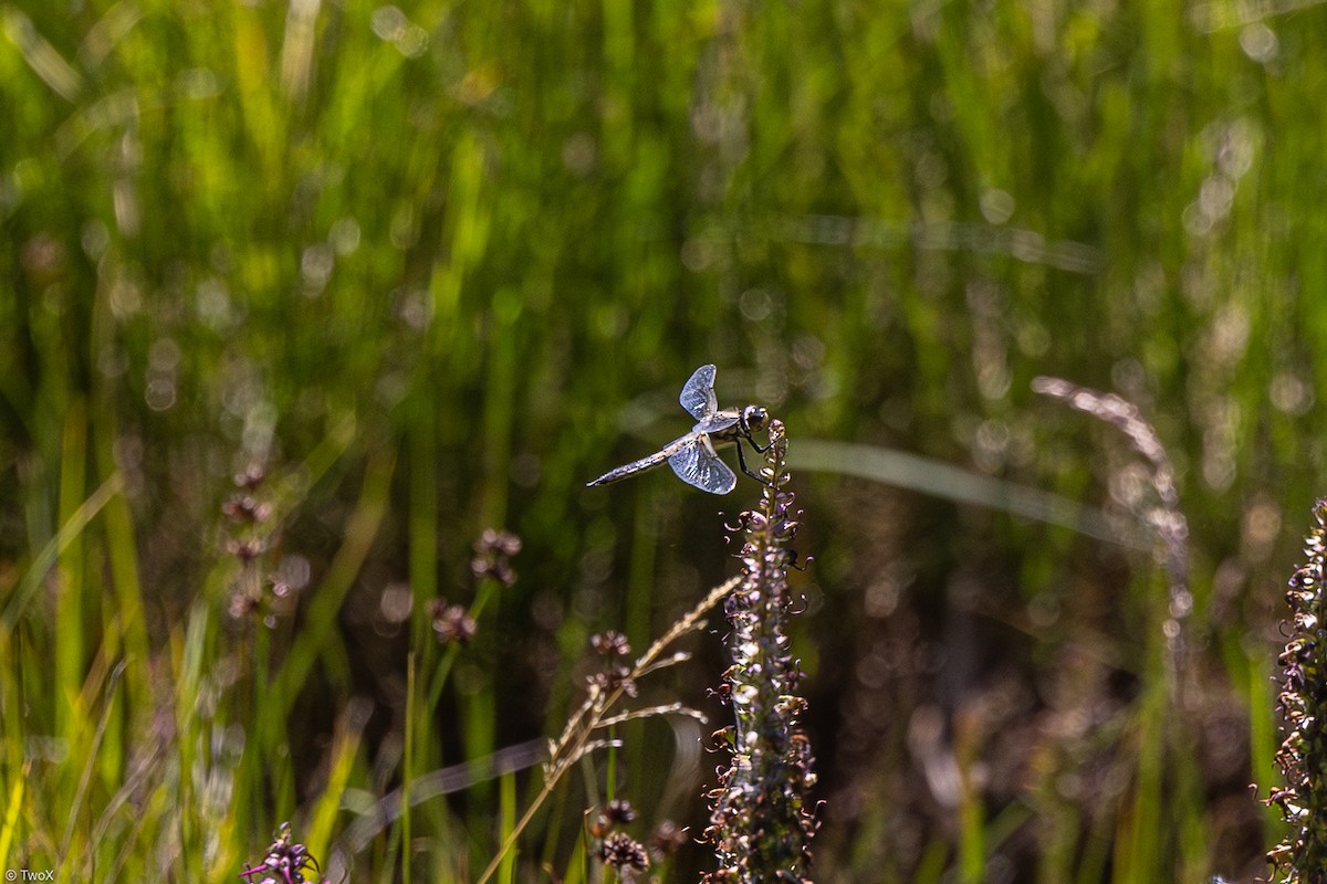 Dragonflies and Damselflies - ML638869903