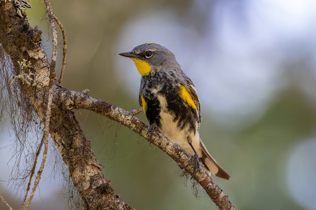 Yellow-rumped Warbler - ML638869941