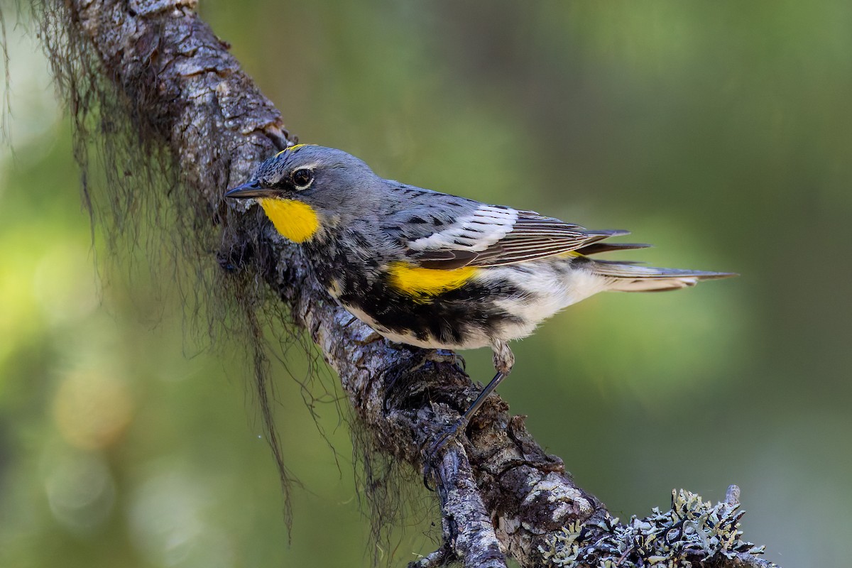 Yellow-rumped Warbler - ML638869945