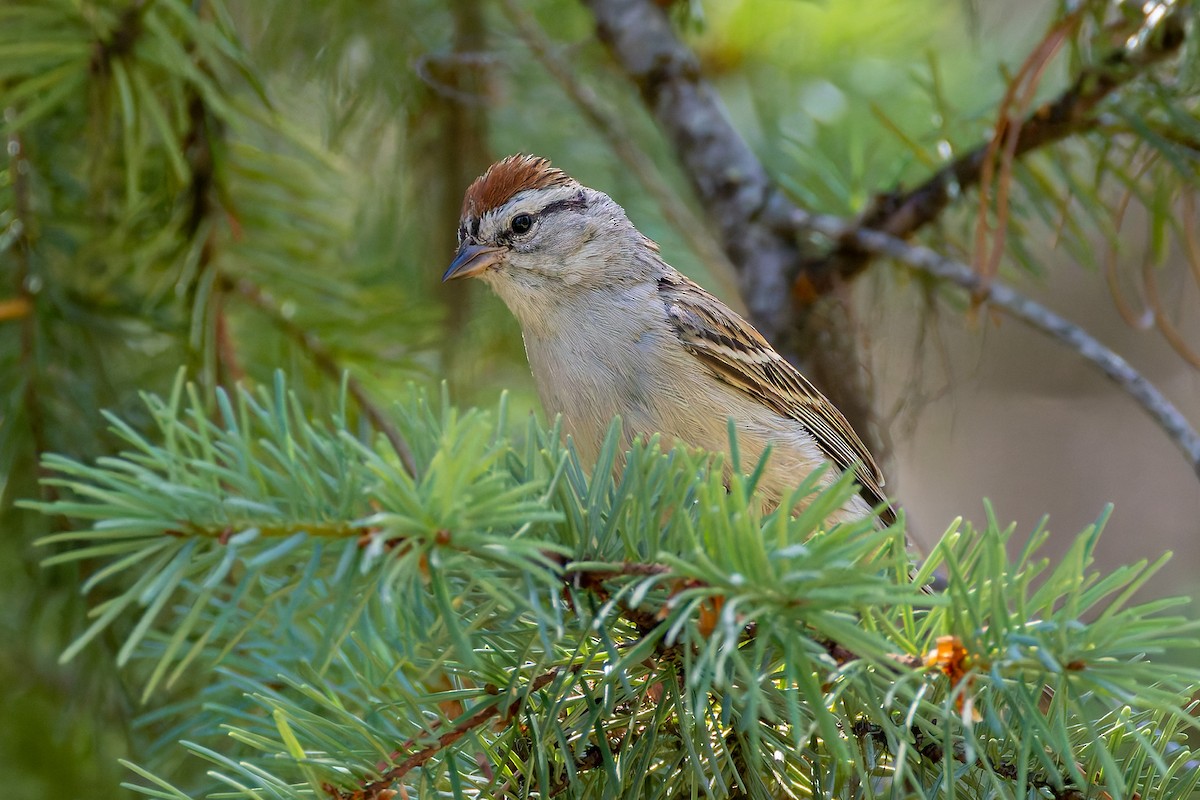 Chipping Sparrow - ML638869970
