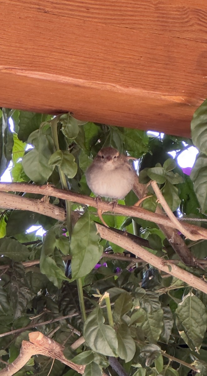 House Sparrow - ML638869990