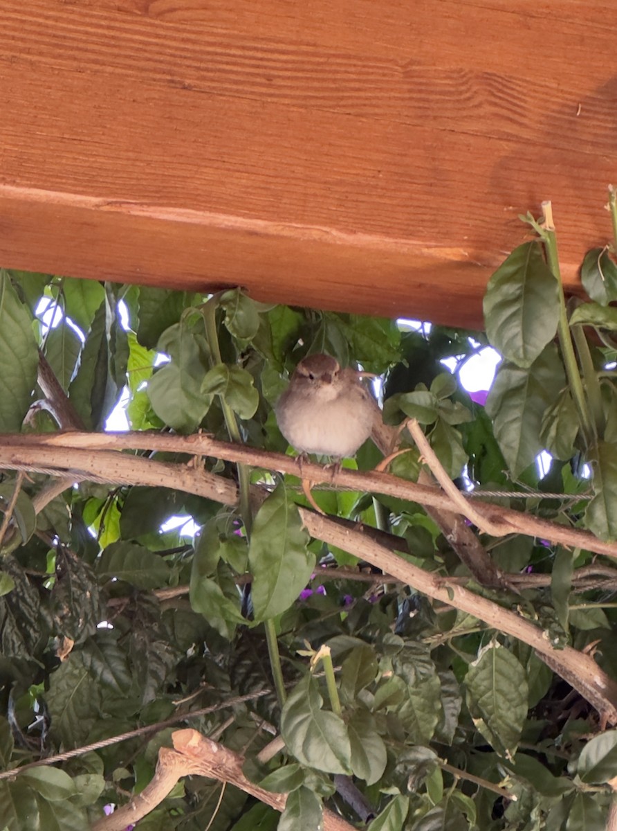 House Sparrow - ML638869991