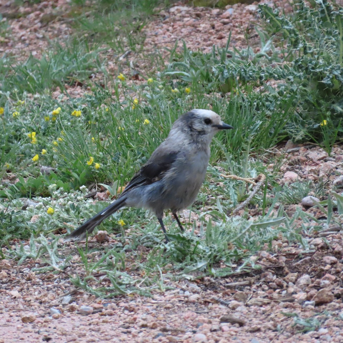 Canada Jay - ML638870034