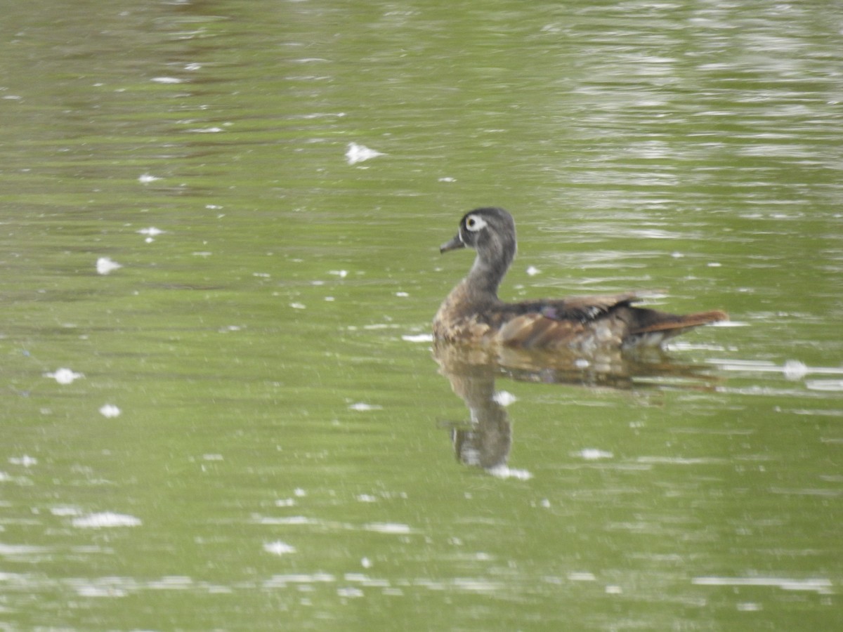 Wood Duck - ML638870074