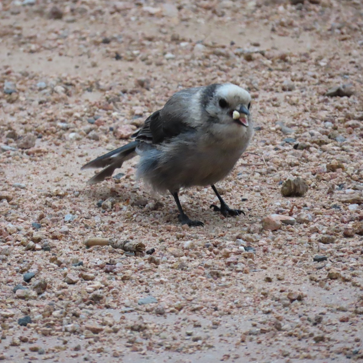 Canada Jay - ML638870077