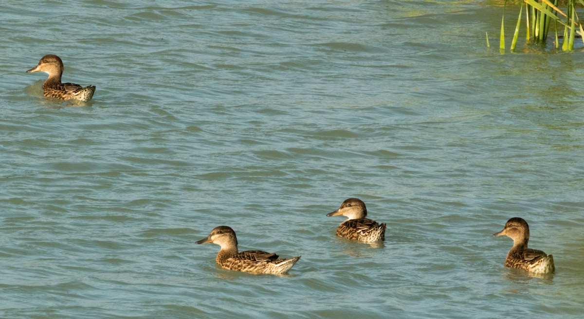 Green-winged Teal - ML638870158