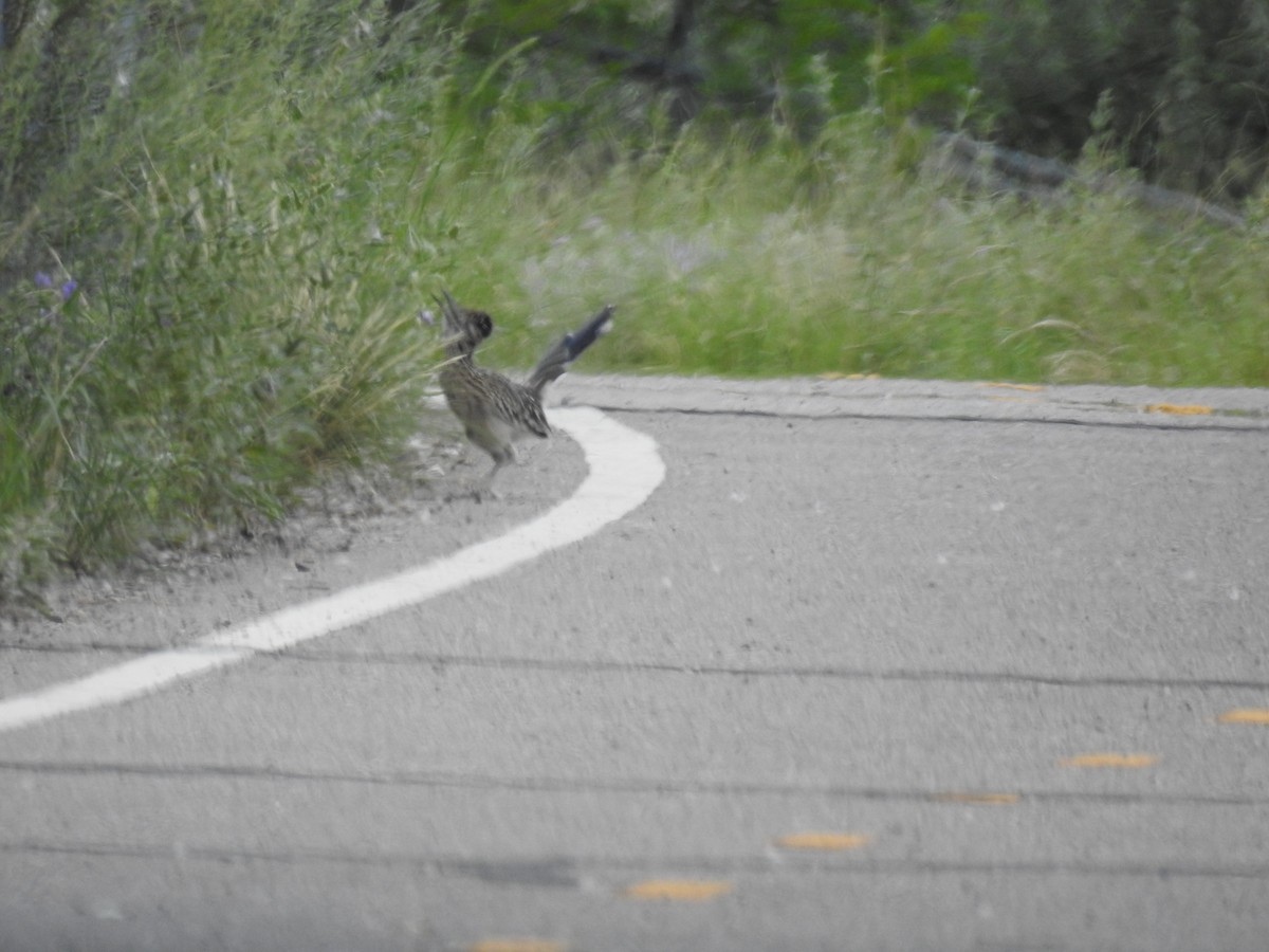 Greater Roadrunner - ML638870179