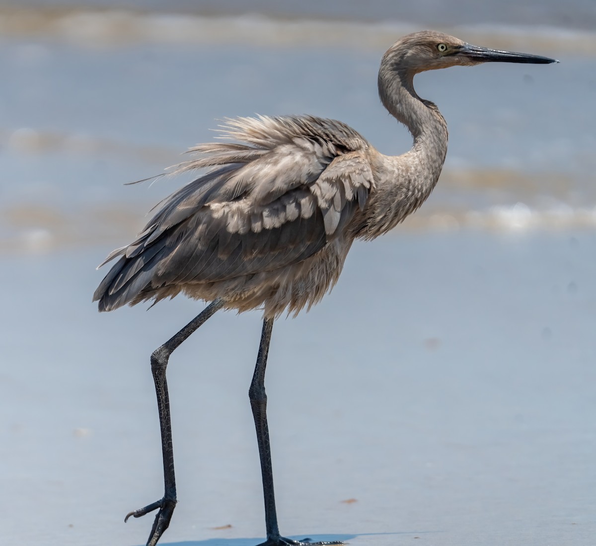 Reddish Egret - ML638870183