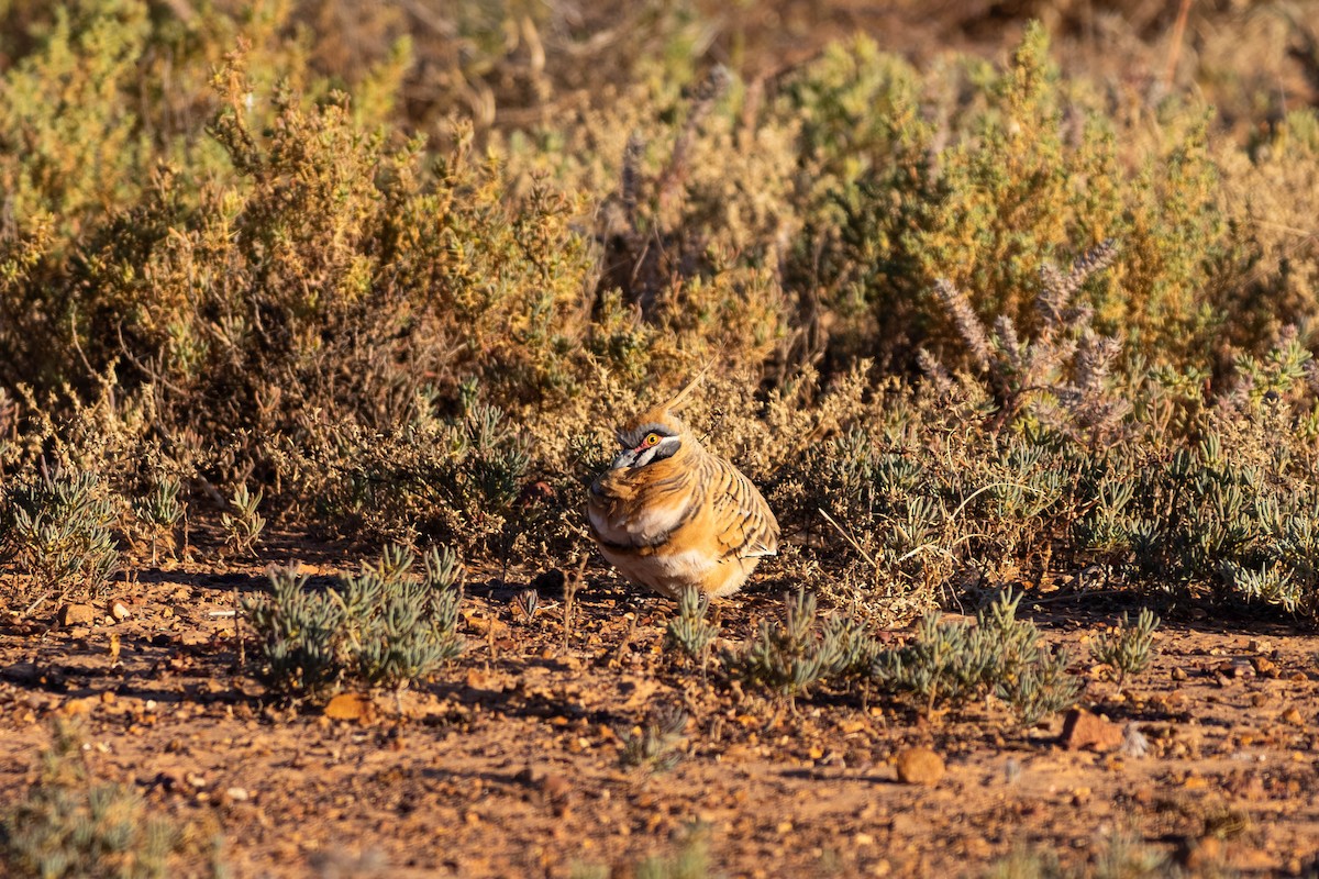 ショウキバト - ML638870209