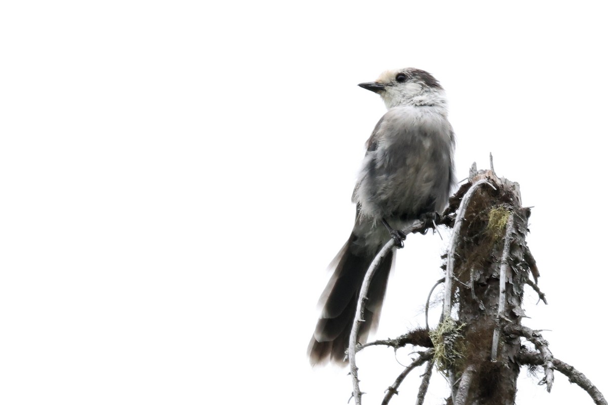 Canada Jay - ML638870226
