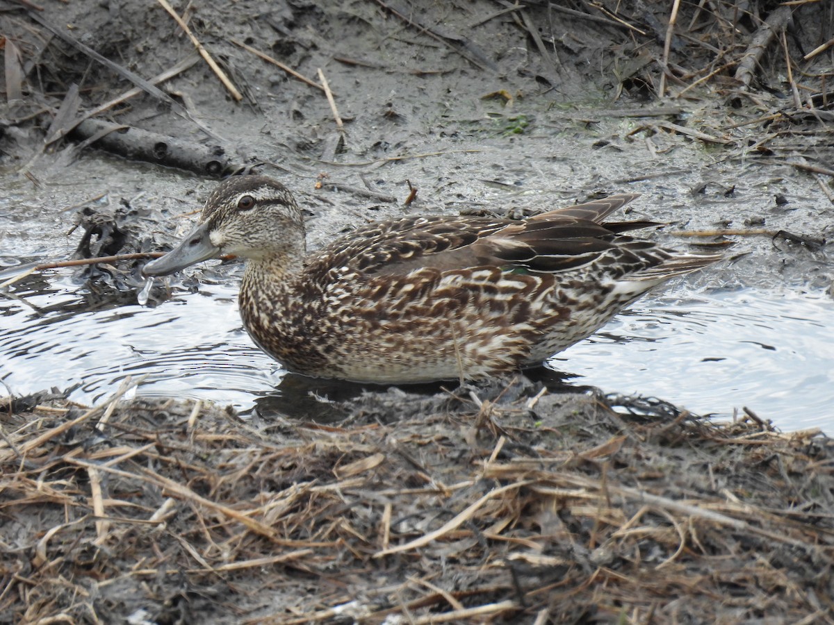 Green-winged Teal - ML638870362