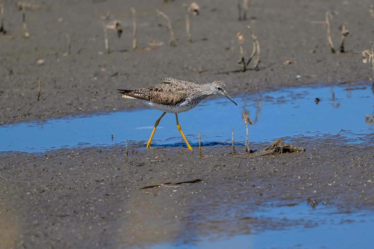 Greater Yellowlegs - ML638870440