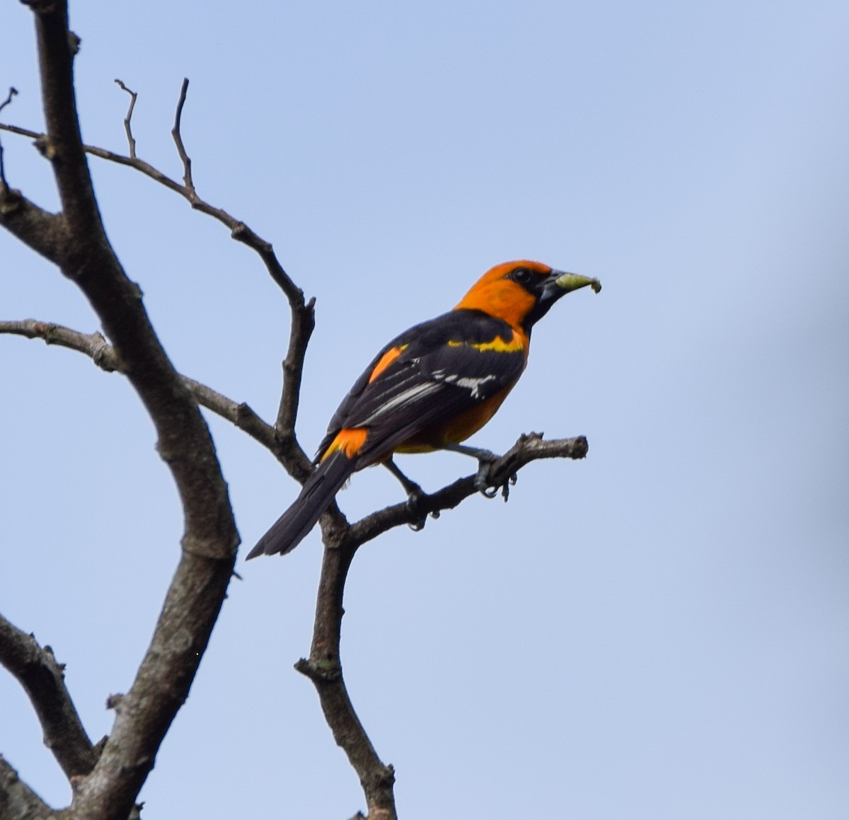 Altamira Oriole - ML638870448