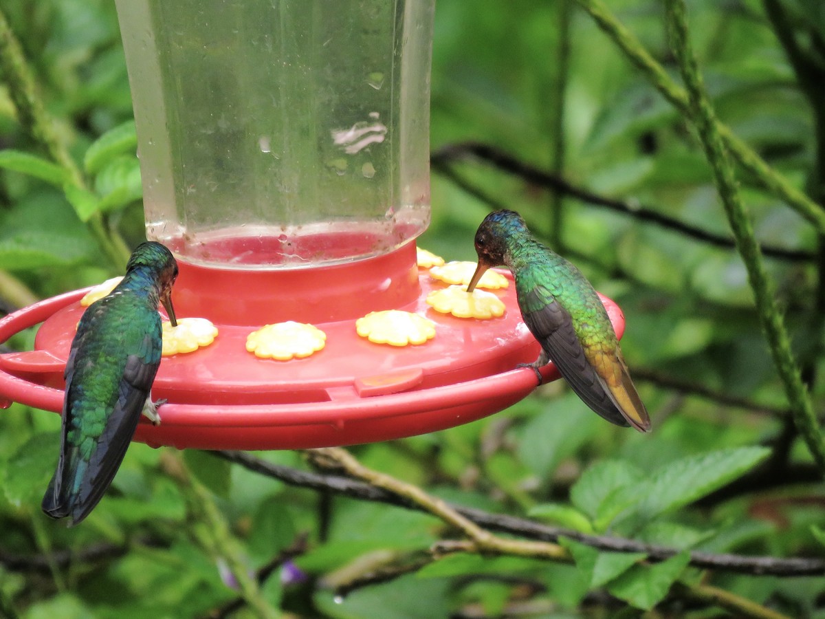 Golden-tailed Sapphire - ML638870535