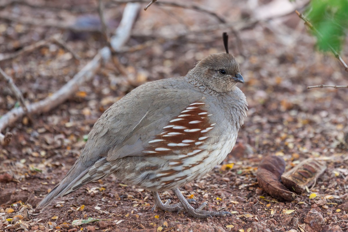 Gambel's Quail - ML638870579