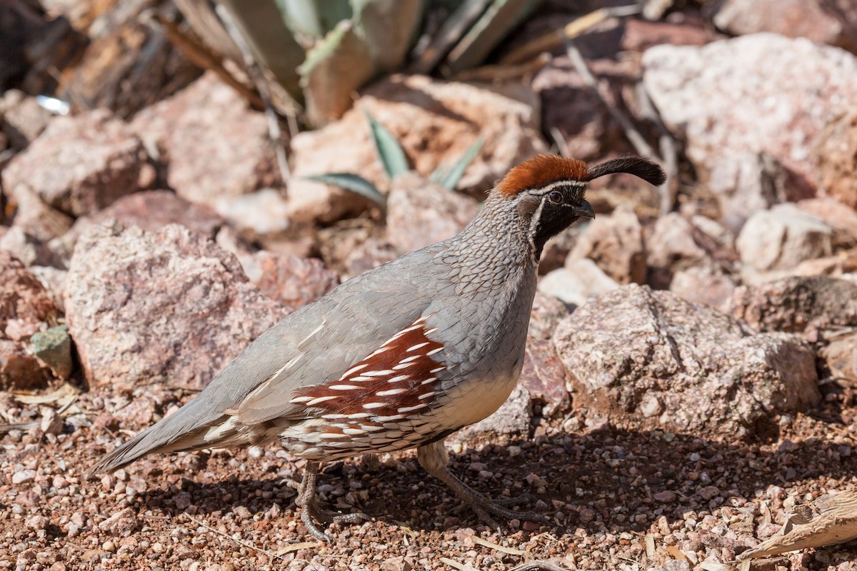 Gambel's Quail - ML638870582