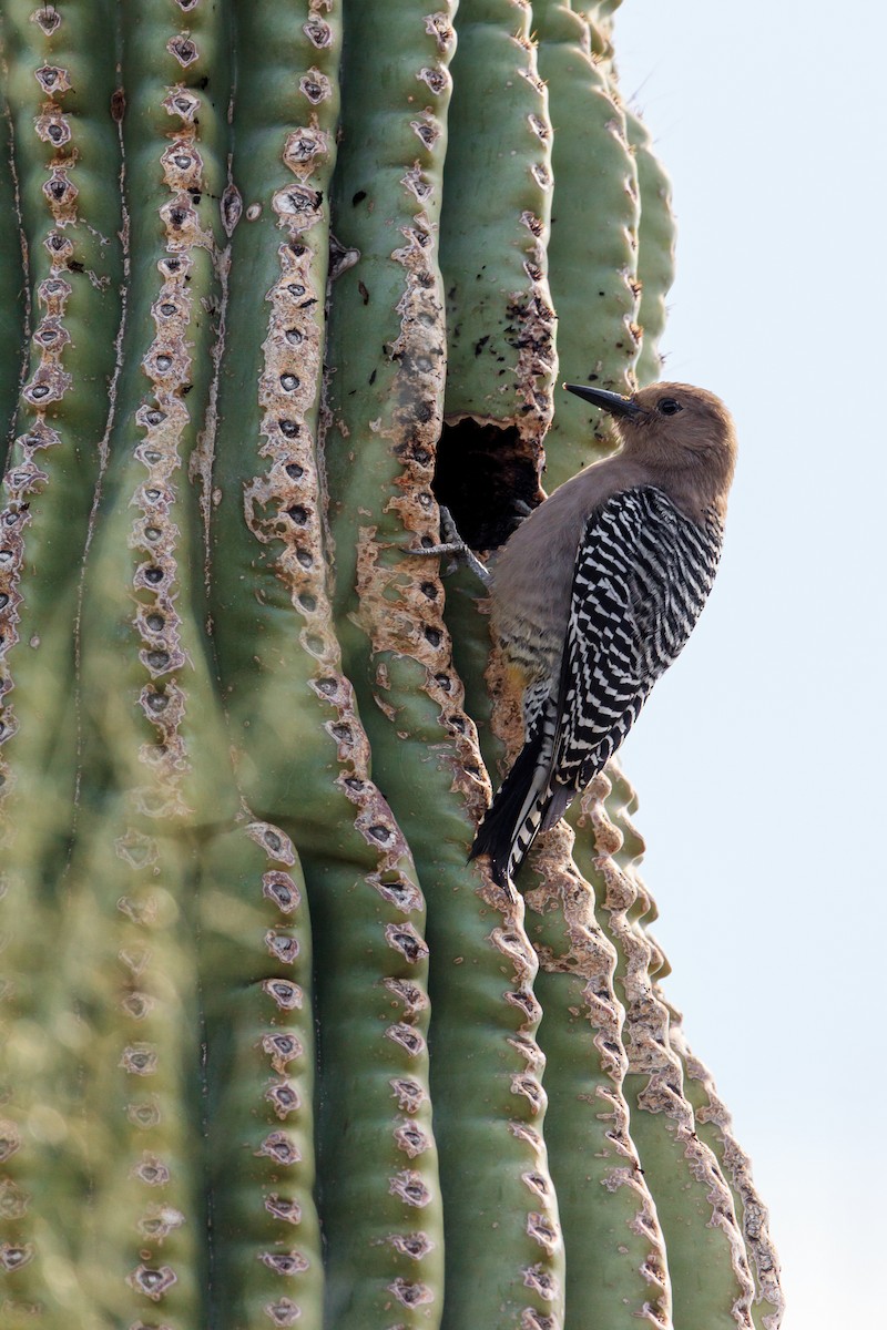 Gila Woodpecker - ML638870593