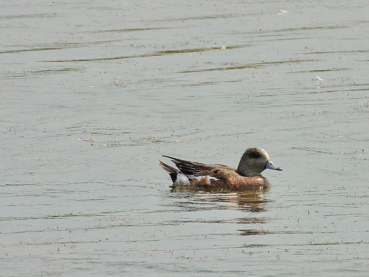 American Wigeon - ML638870594