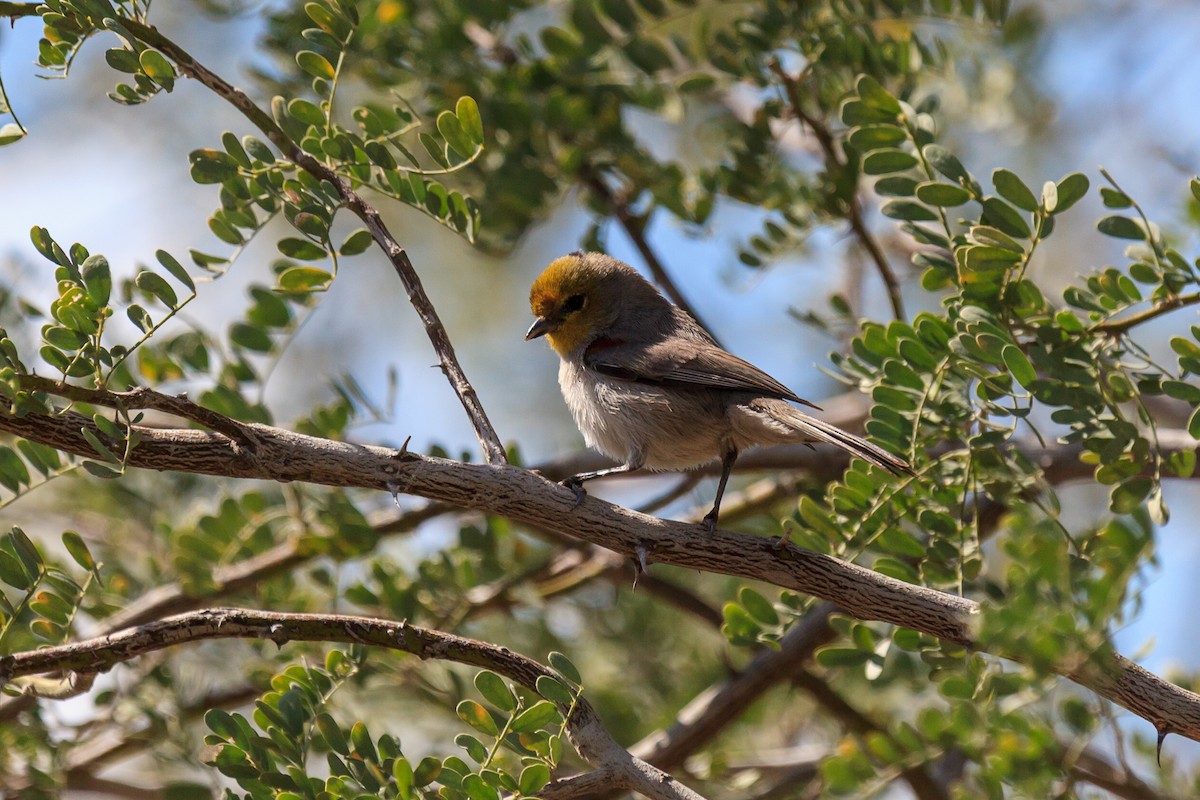 Verdin - ML638870604