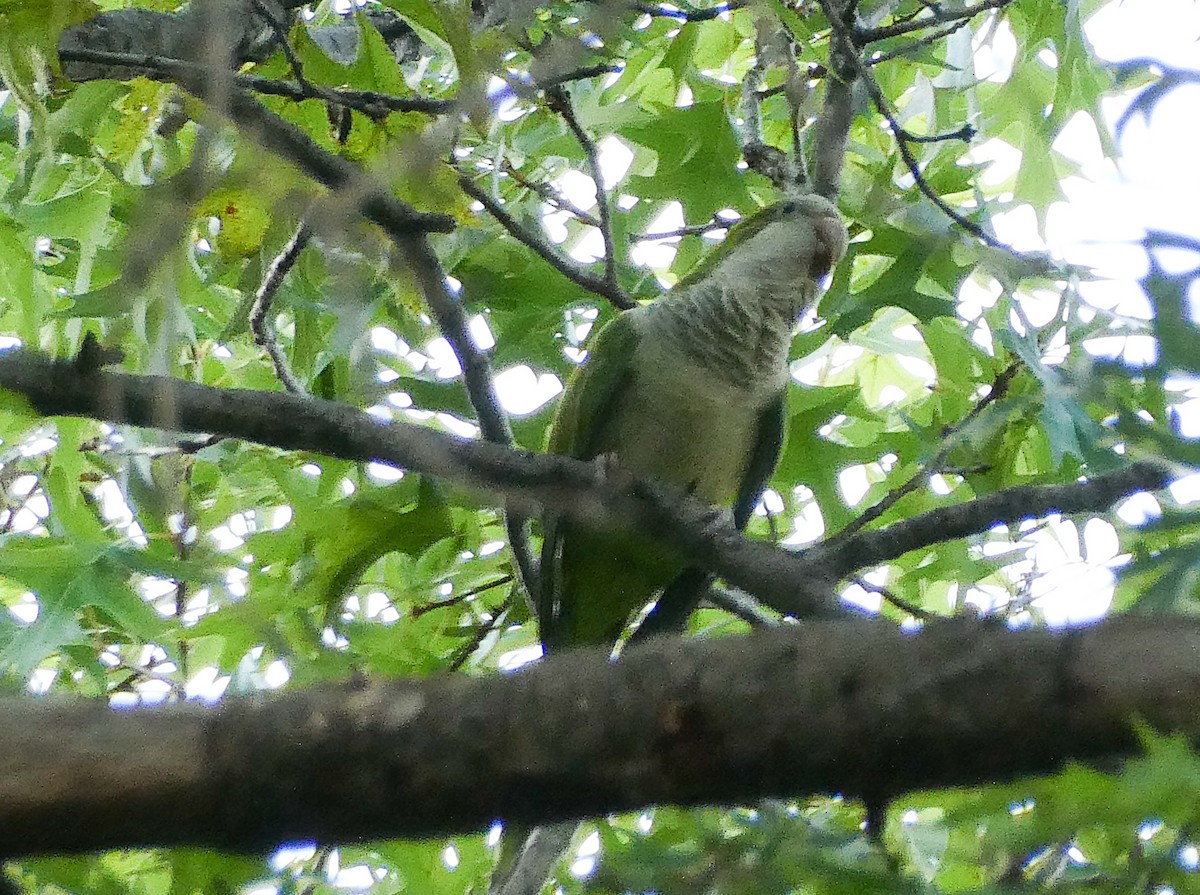 Monk Parakeet - ML638870605