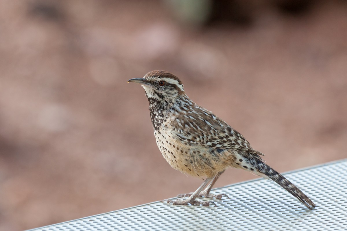 Cactus Wren - ML638870608