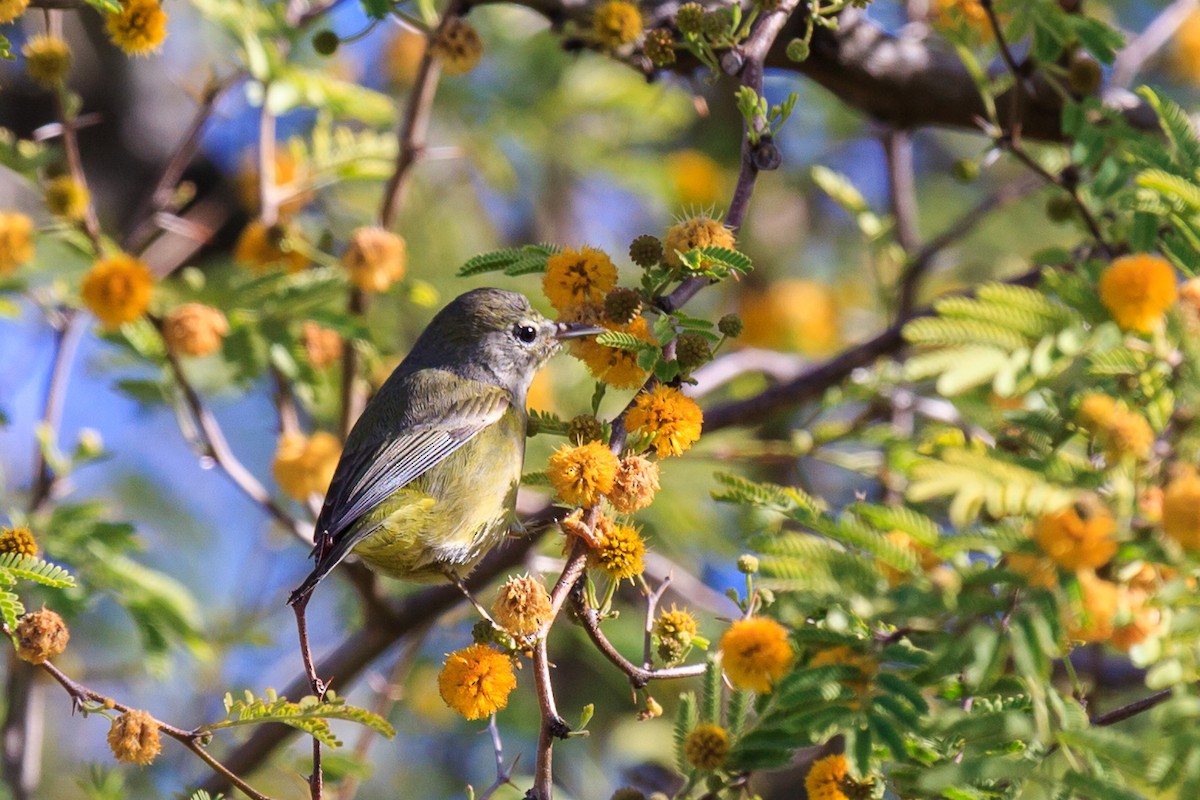 Orange-crowned Warbler - ML638870626