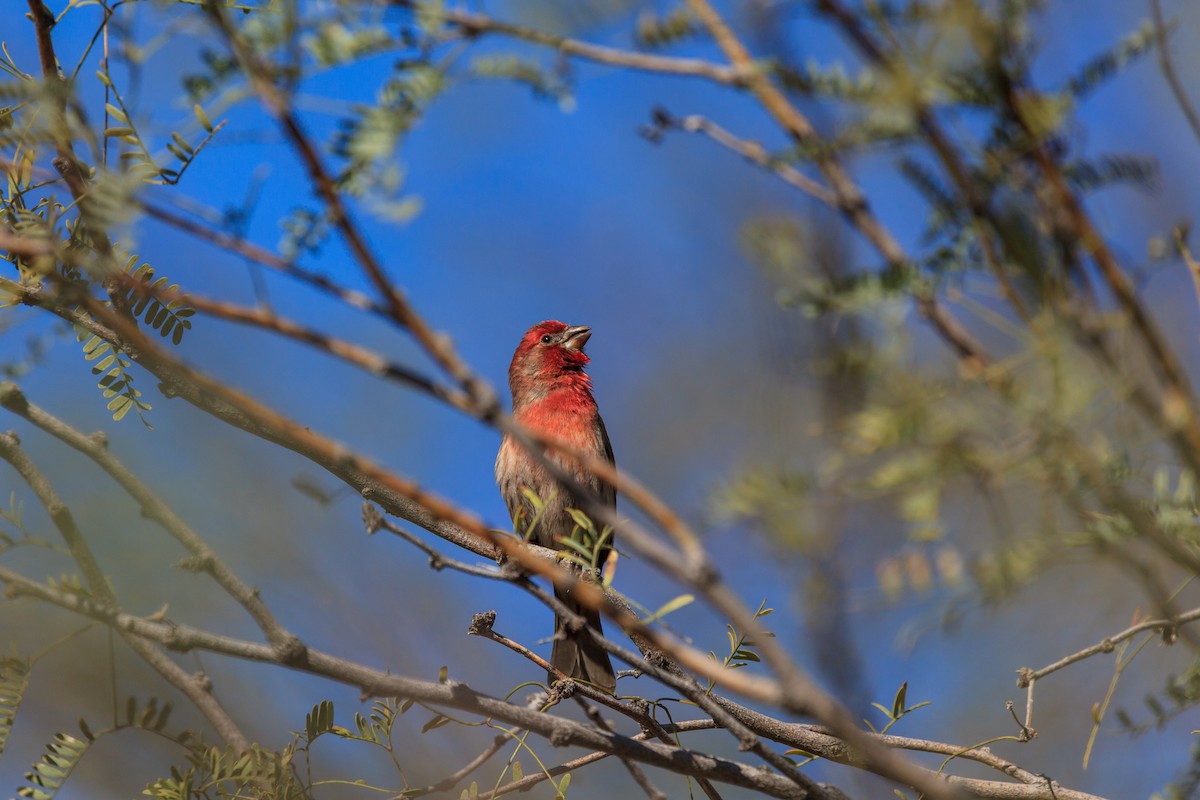House Finch - ML638870637