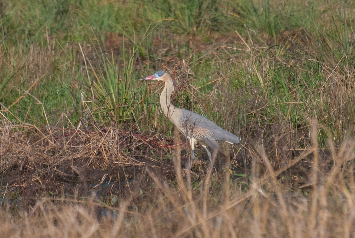 Whistling Heron - ML638870639