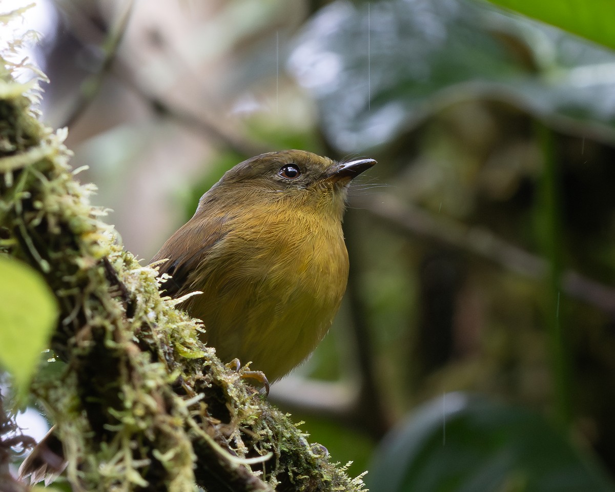 Bronze-olive Pygmy-Tyrant - ML638870695